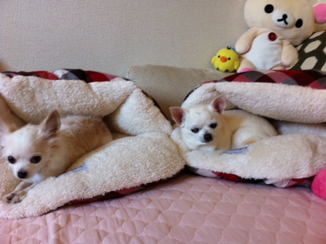20111204.JPG