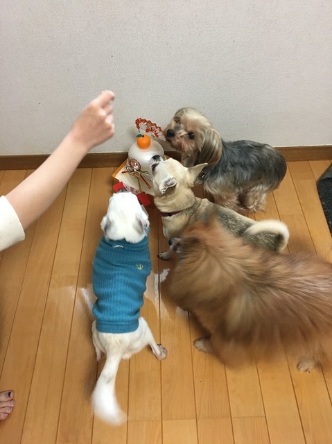 写真 2017-01-03 14 55 43 - コピー.jpg
