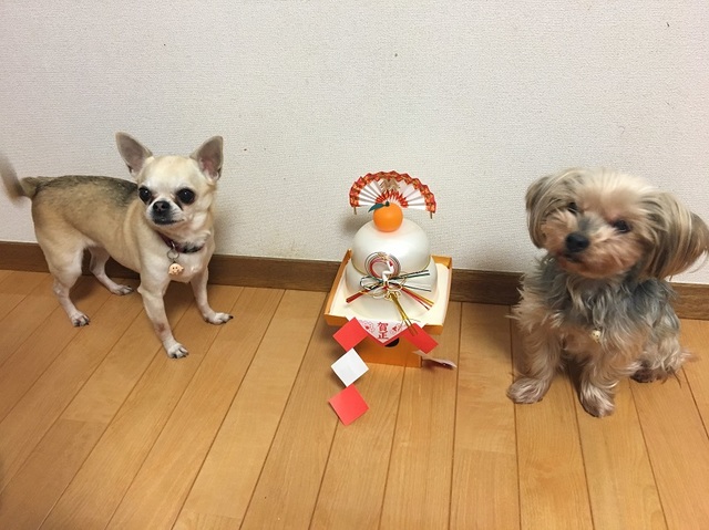 写真 2017-01-03 15 01 02 - コピー.jpg