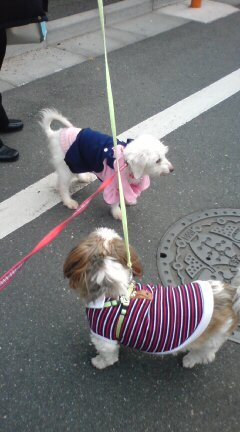 20100404085505.jpg