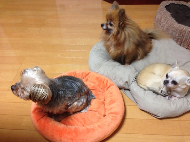 2016-01-23 00.56.21.jpg