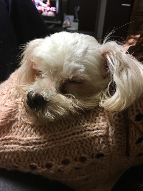 写真 2017-02-13 21 11 03.jpg