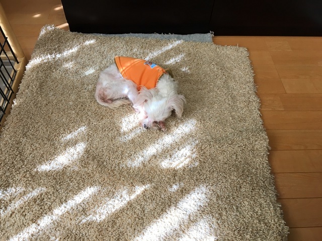写真 2017-02-14 10 27 57 - コピー.jpg