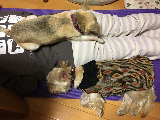 写真 2017-12-27 20 55 41.jpg