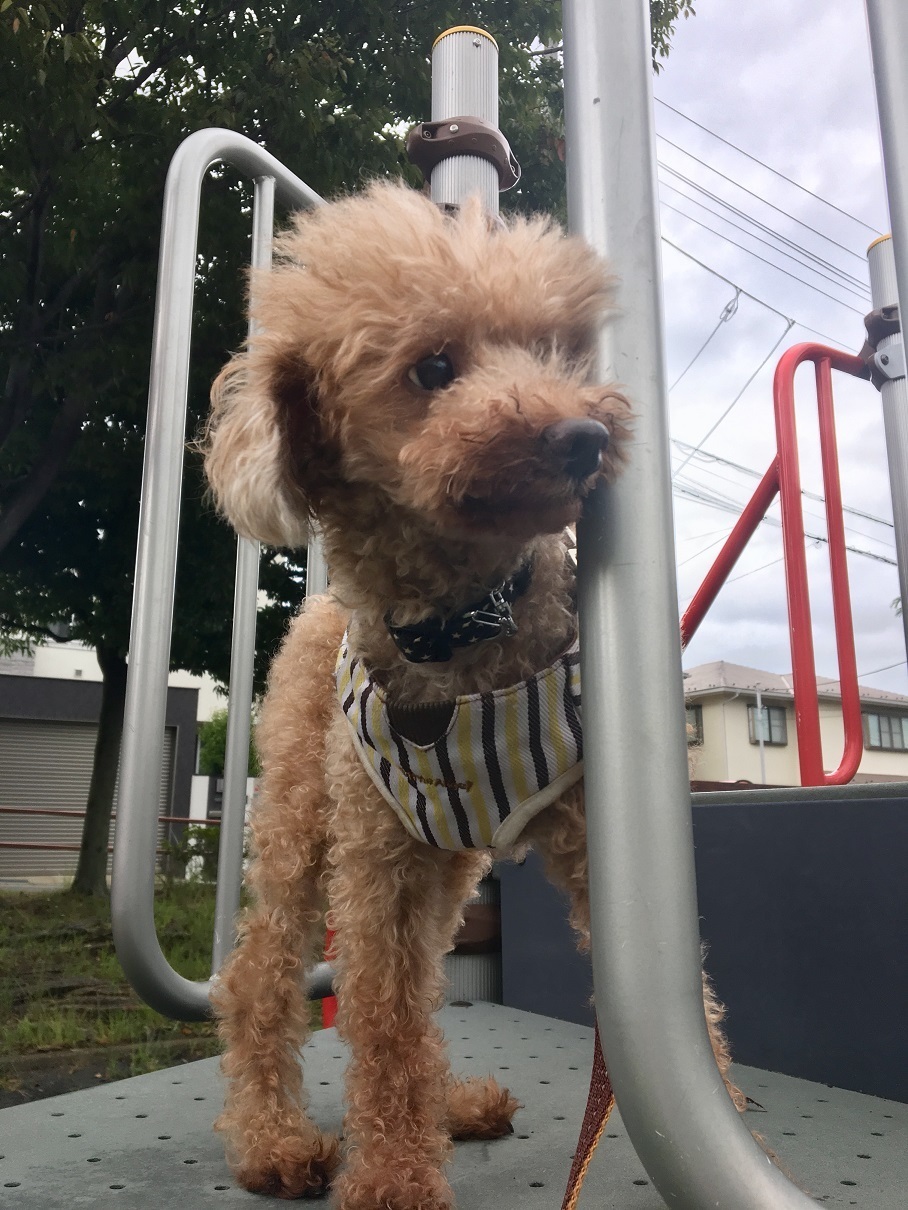 写真 2018-09-11 14 26 43.jpg